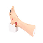 Fußmodell mit Wunden - Anatomie und Pathologie