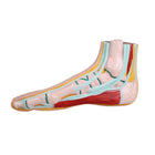 Modèle de pied physiologique - Ruck