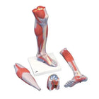 Muscles de la jambe, version luxe, en 3 parties - Anatomie et pathologie