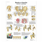 Anatomical board - Pelvis and hip - Anatomy and pathology - 3B Scientific