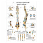 Anatomische Tafel - Die Wirbelsäule - Anatomie und Pathologie