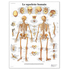 Anatomische Tafel - Das menschliche Skelett - Anatomie und Pathologie