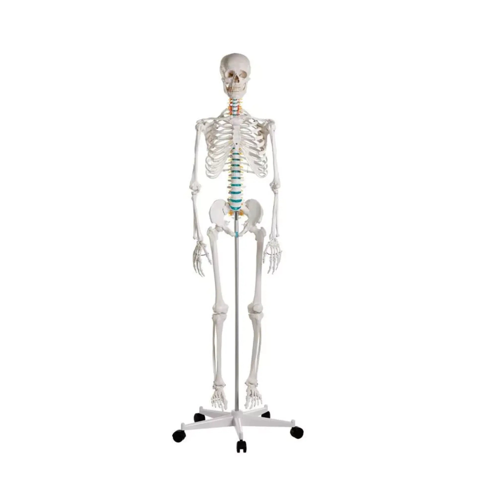 Human body skeleton 1m78 Oscar Ruck 