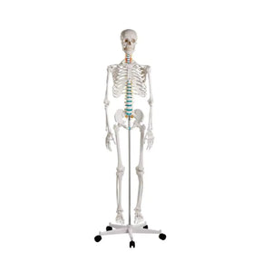 Human body skeleton 1m78 Oscar Ruck 