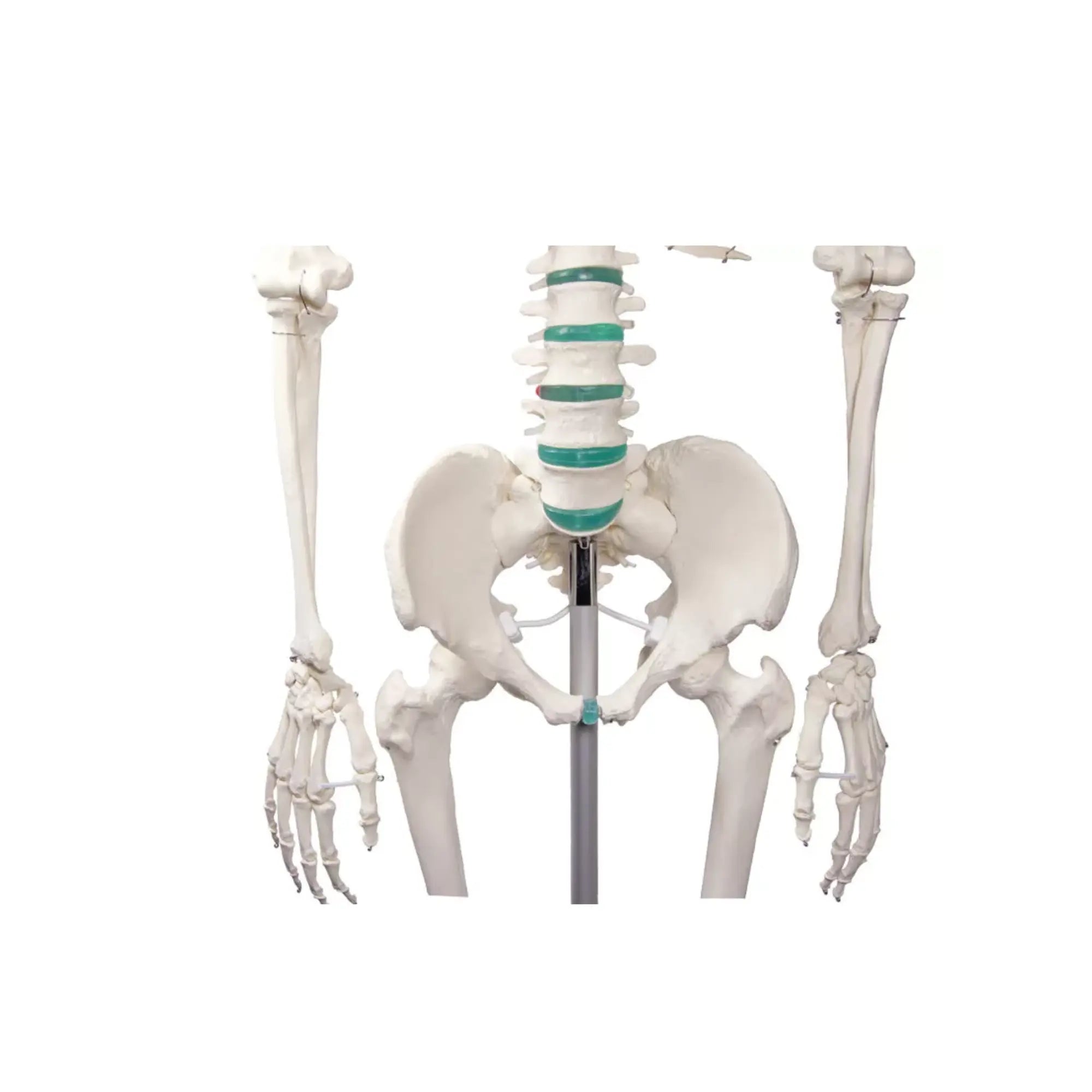 Human body skeleton 1m78 Oscar Ruck 