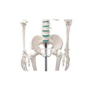 Human body skeleton 1m78 Oscar Ruck 