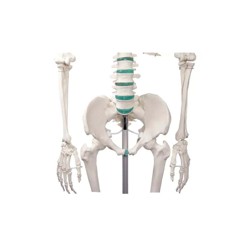 Human body skeleton 1m78 Oscar Ruck 