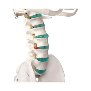 Human body skeleton 1m78 Oscar Ruck 