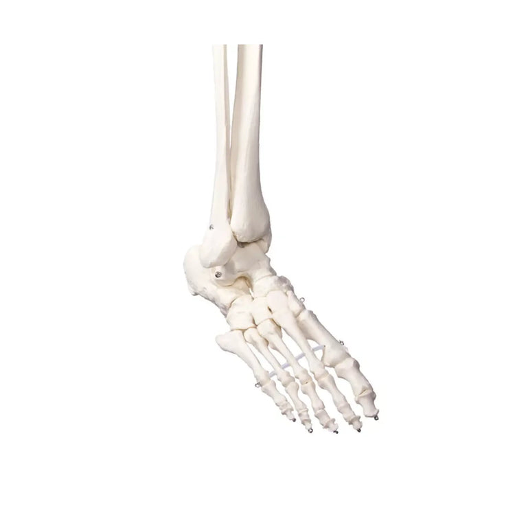 Human body skeleton 1m78 Oscar Ruck 