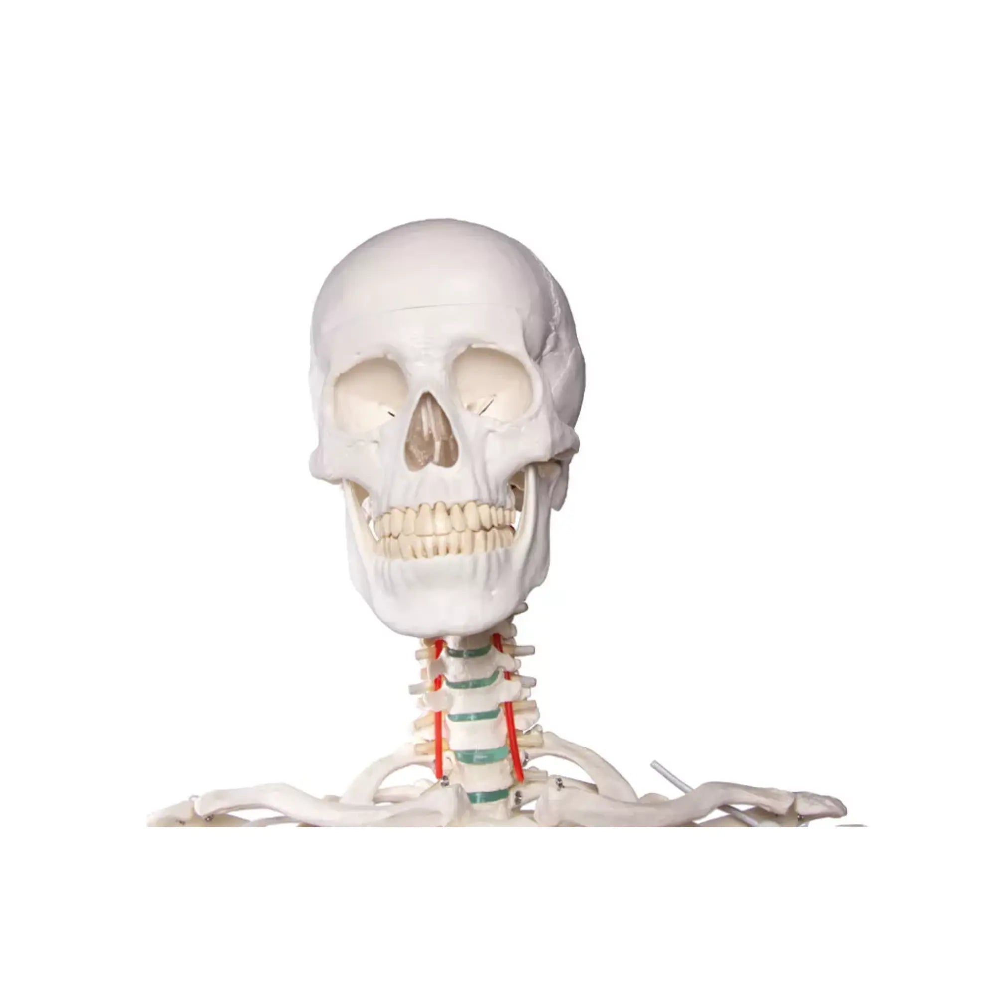 Human body skeleton 1m78 Oscar Ruck 