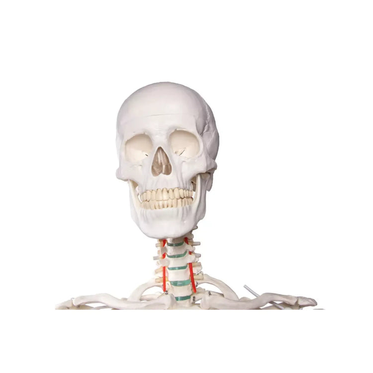 Human body skeleton 1m78 Oscar Ruck 