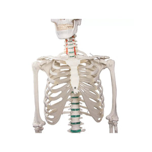 Human body skeleton 1m78 Oscar Ruck 
