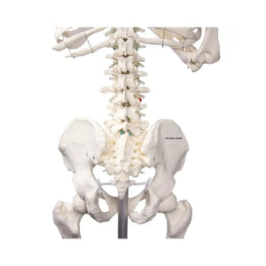 Human body skeleton 1m78 Oscar Ruck 