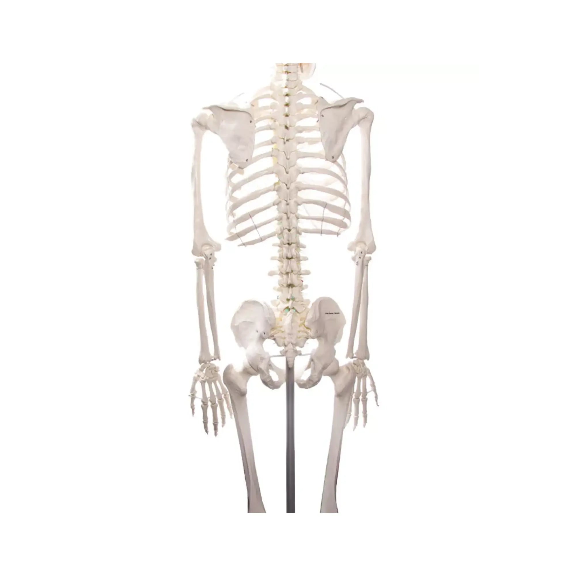 Human body skeleton 1m78 Oscar Ruck 