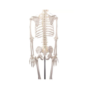Human body skeleton 1m78 Oscar Ruck 