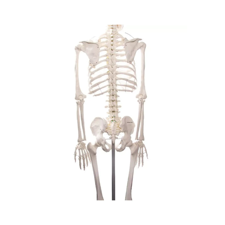 Human body skeleton 1m78 Oscar Ruck 
