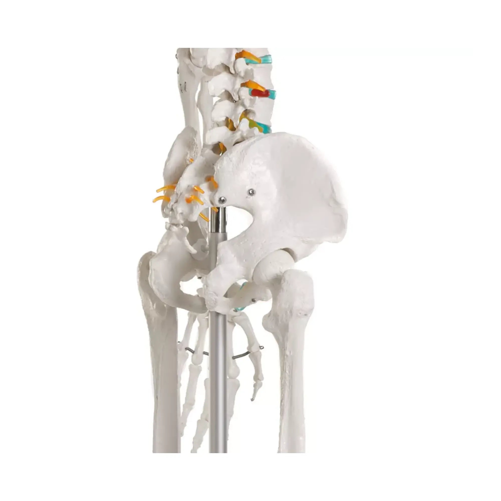 Human body skeleton 1m78 Oscar Ruck 