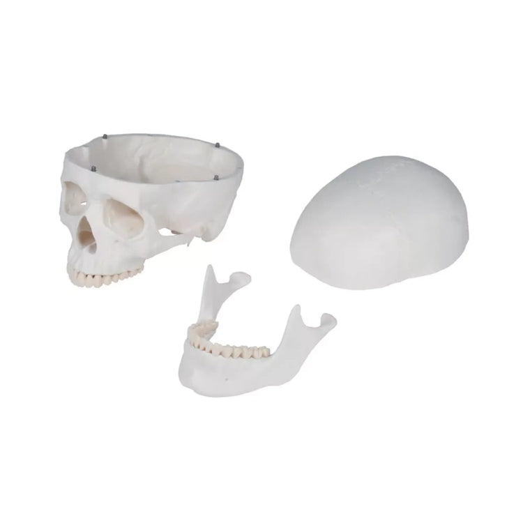 Human body skeleton 1m78 Oscar Ruck 