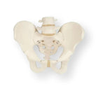 Squelette du bassin, masculin - Anatomie et pathologie